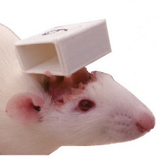 ������������ ������