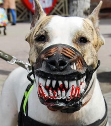 ������������ ������