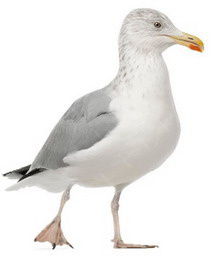 ������������ ������