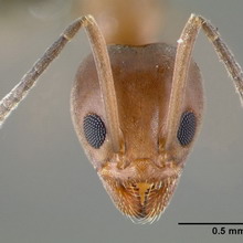 ������������ ������