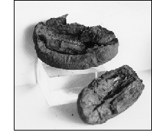 ������������ ������