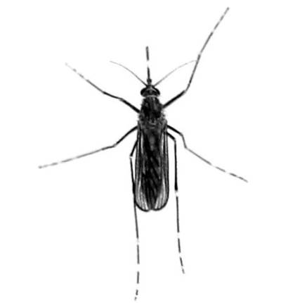 ������������ ������