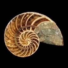 ������������ ������