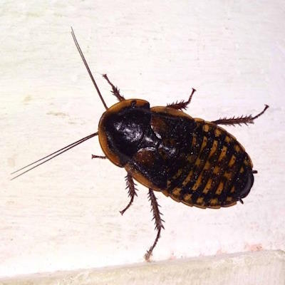 Потенциал субъективных переживаний и страданий у тараканов Потенциал субъективных переживаний и страданий у тараканов