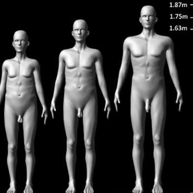 Размер пениса, рост и форма тела влияют на оценку сексуальной привлекательности Размер пениса, рост и форма тела влияют на оценку сексуальной привлекательности