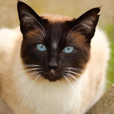 Могут ли животные, не являющиеся людьми, считаться соавторами? Могут ли животные, не являющиеся людьми, считаться соавторами?