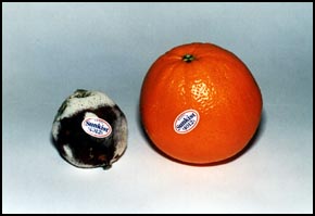 ������������ ������