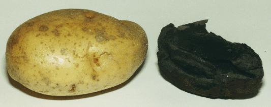 ������������ ������