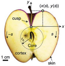 ������������ ������