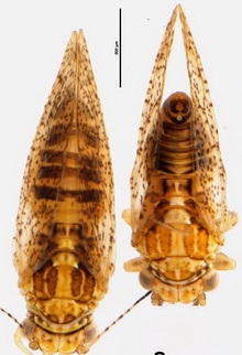 Psylla frodobagginsi