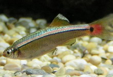 ������ ������ Tanichthys albonubes