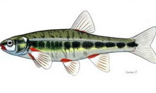 ������ ������������ Phoxinus phoxinus