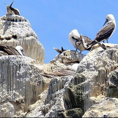 влияние гуано морских птиц на сельское хозяйство на юге Перу влияние гуано морских птиц на сельское хозяйство на юге Перу