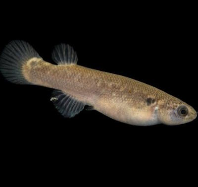 Kryptolebias marmoratus (��������� �������)