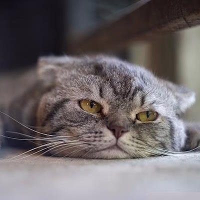 Реакции кошек на человеческие вокализации Реакции кошек на человеческие вокализации