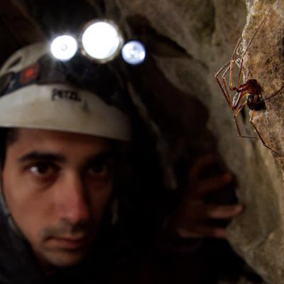 ������� ������� (Stefano Mammola)