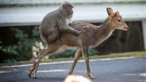 ����� �������� ������